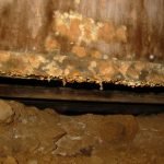 decayed-plywood-web-joist-in-crawlspace